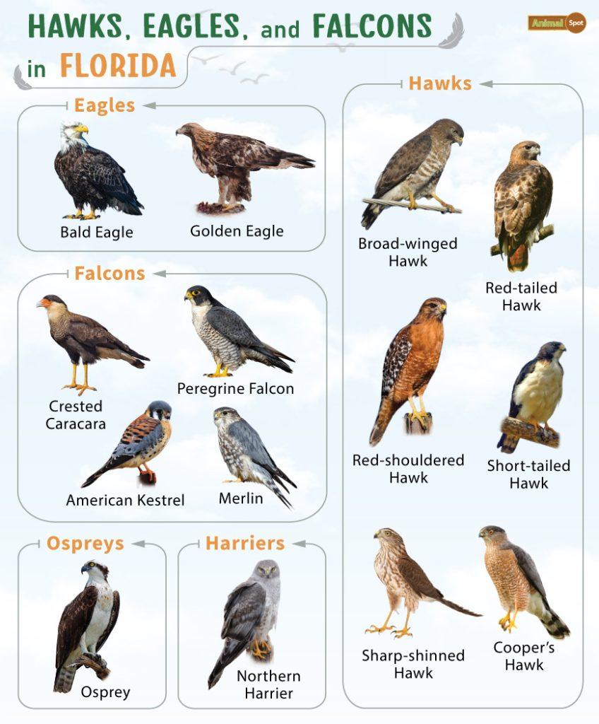 Hawks Eagles and Falcons in Florida (FL)