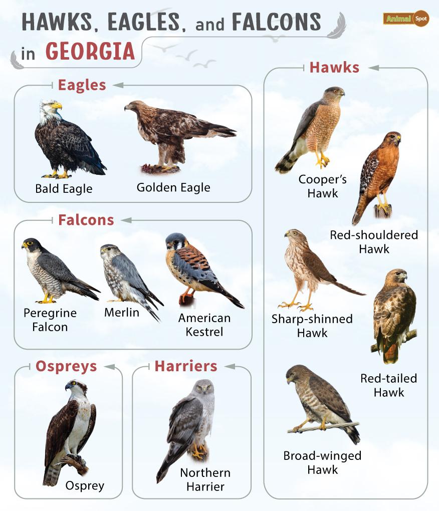 Hawks Eagles and Falcons in Georgia (GA)