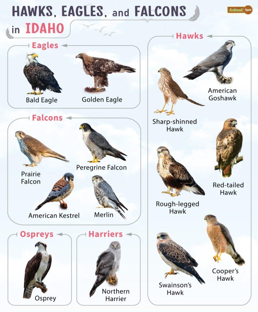 Hawks Eagles and Falcons in Idaho (ID)