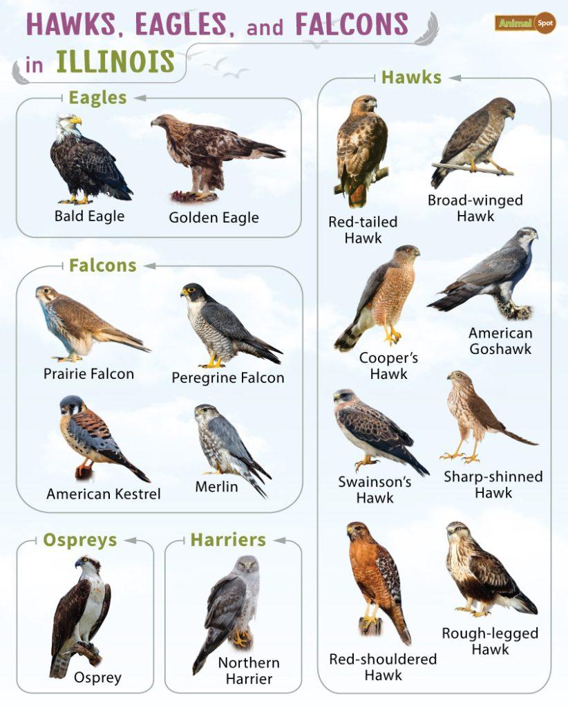 Hawks Eagles and Falcons in Illinois (IL)