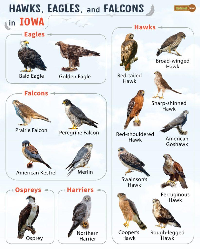 Hawks Eagles and Falcons in Iowa (IA)