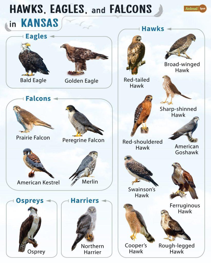 Hawks Eagles and Falcons in Kansas (KS)