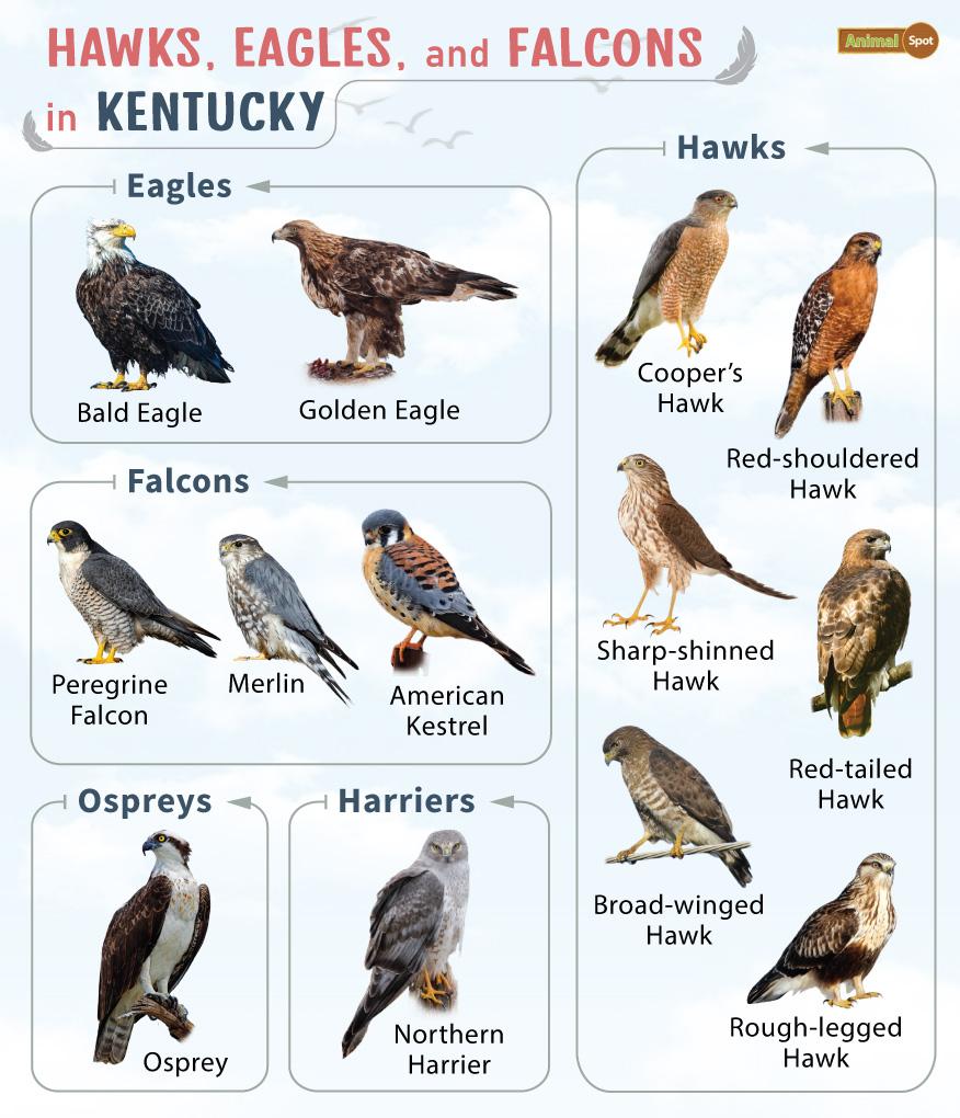 List of Hawks, Eagles, & Falcons in Kentucky with Pictures