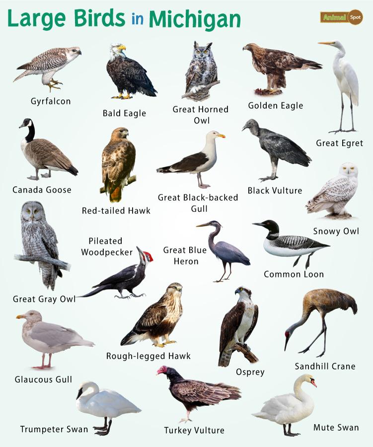 Large Birds in Michigan (MI)