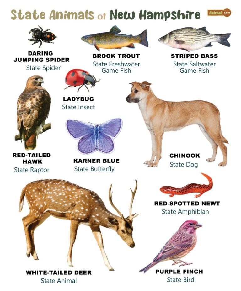 List of Animals That Live in New Hampshire (With Pictures)
