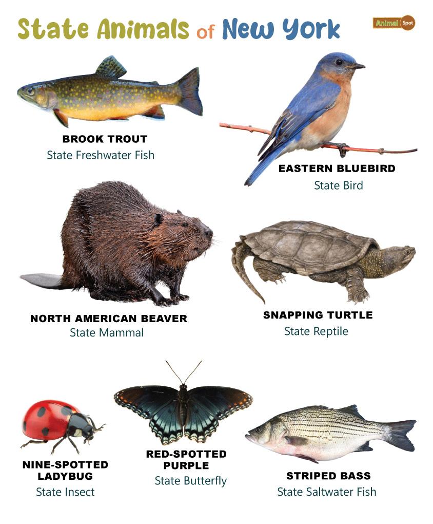 List Of Animals New York State Animals Poster Print List Of Animals New York State Animals Poster Print