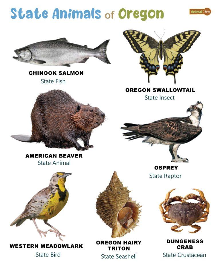 List of Animals That Live in Oregon (With Pictures)