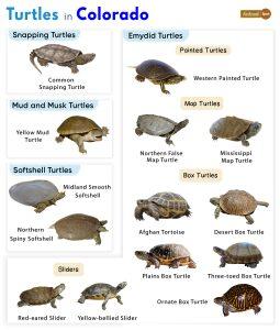 Turtles Found in the United States of America - List By State