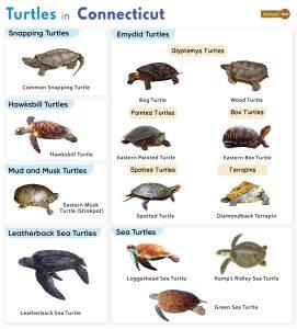 List of Turtles Found in Connecticut - Facts with Pictures