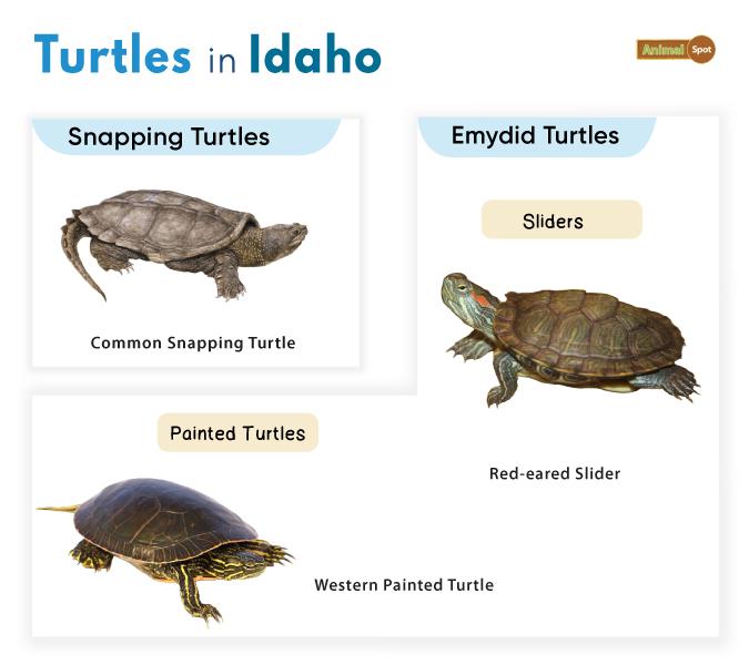 Turtles in Idaho (ID)