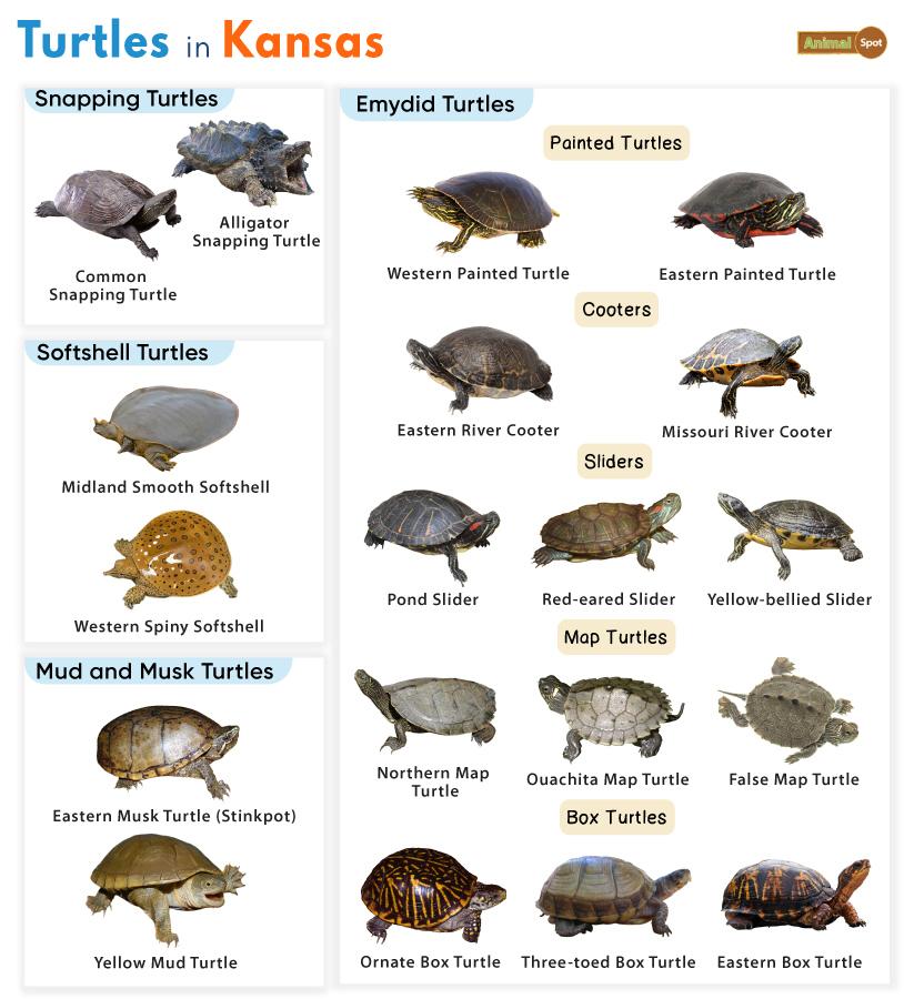 Turtles in Kansas (KS)