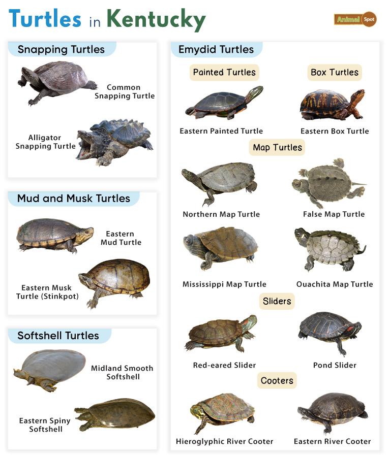 Turtles in Kentucky (KY)