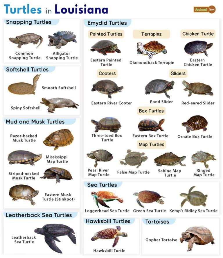 List Of Turtles Found In California Facts With Pictures list-of-turtles-found-in-california-facts-with-pictures