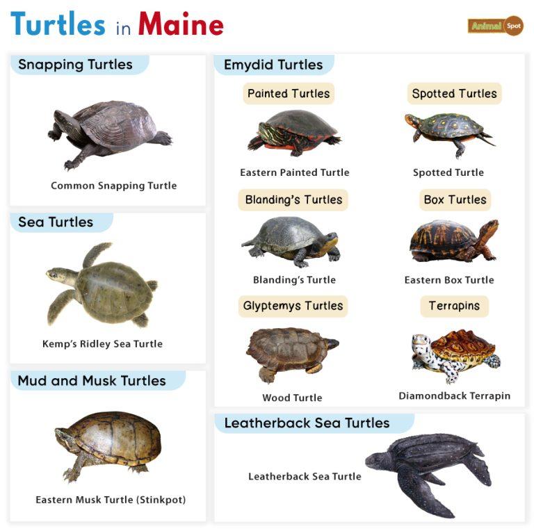 List Of Turtles Found In Maryland Facts With Pictures list-of-turtles-found-in-maryland-facts-with-pictures