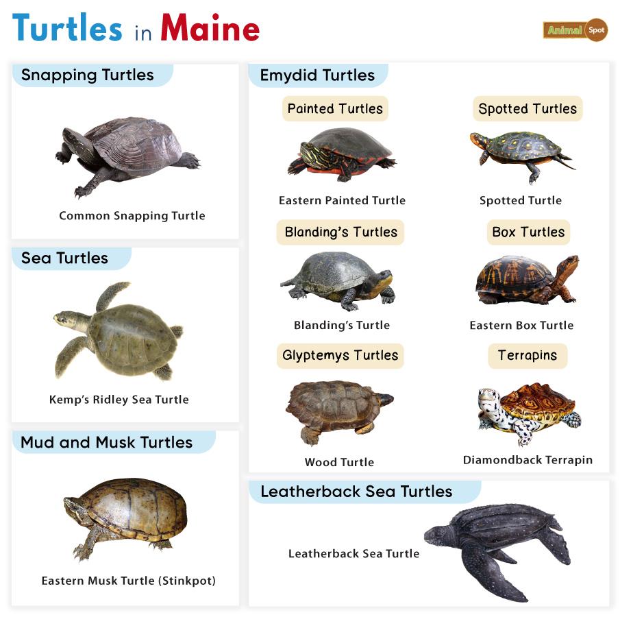 Turtles in Maine (ME)