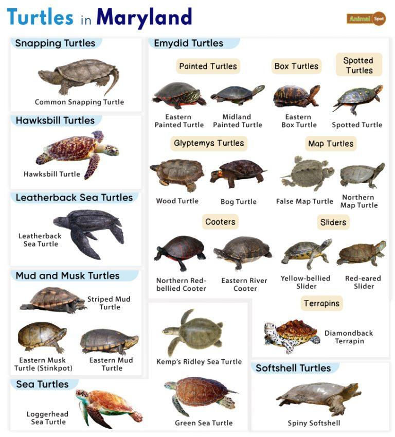 List of Animals That Live in Maryland - And Its State Animals (Photos)
