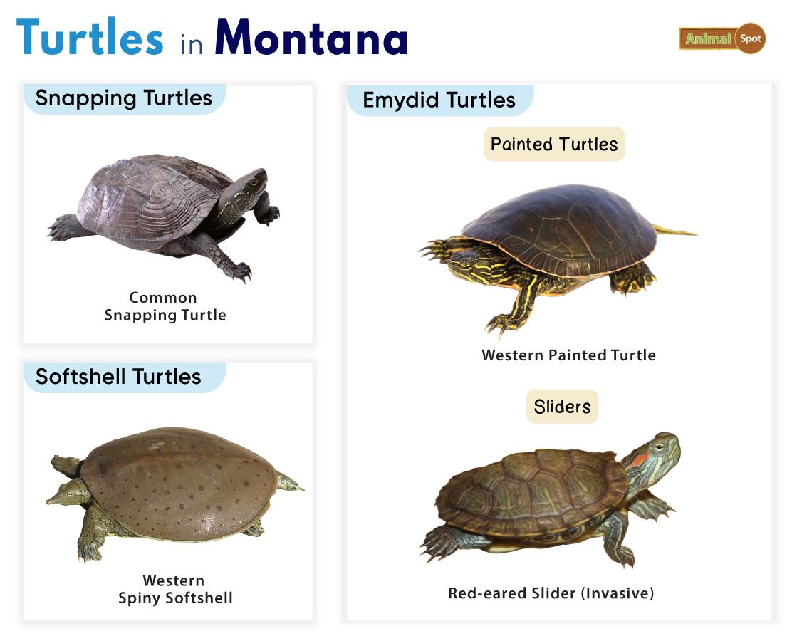 Turtles in Montana (MT)