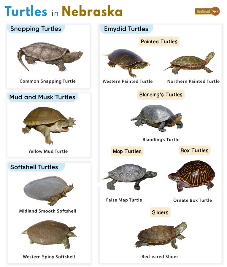 Turtles in Nebraska (NE)