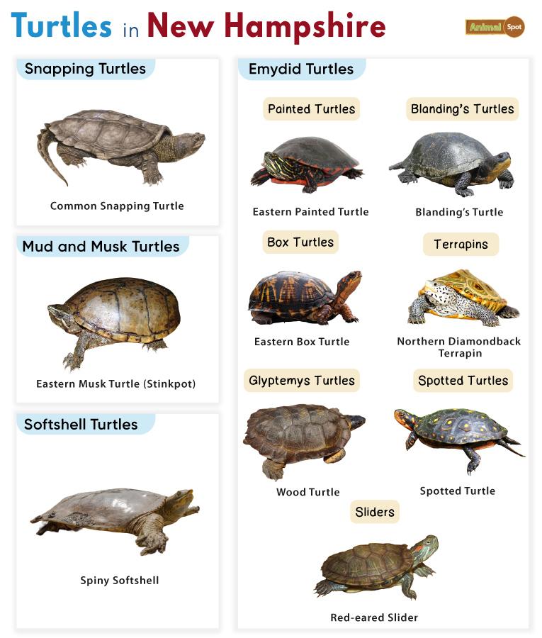 Turtles in New Hampshire (NH)