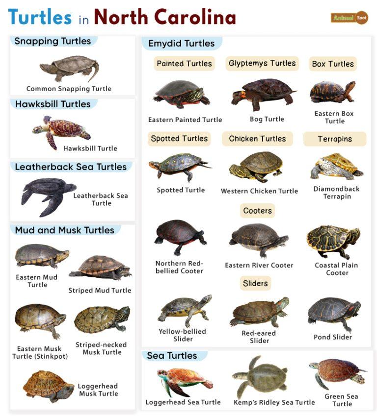 List Of Turtles Found In Maryland Facts With Pictures list-of-turtles-found-in-maryland-facts-with-pictures