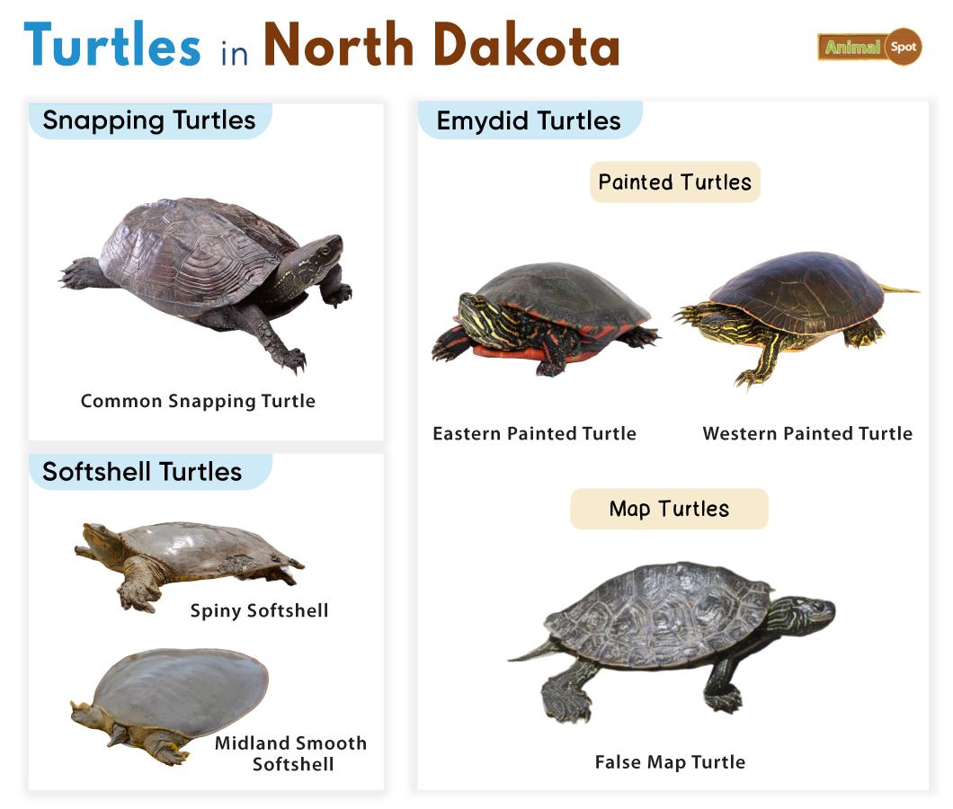 Turtles in North Dakota (ND)