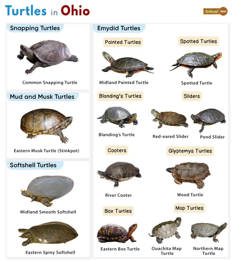 Turtles in Ohio (OH)