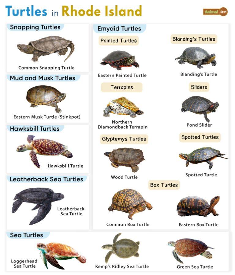 List Of Turtles Found In Maryland Facts With Pictures list-of-turtles-found-in-maryland-facts-with-pictures