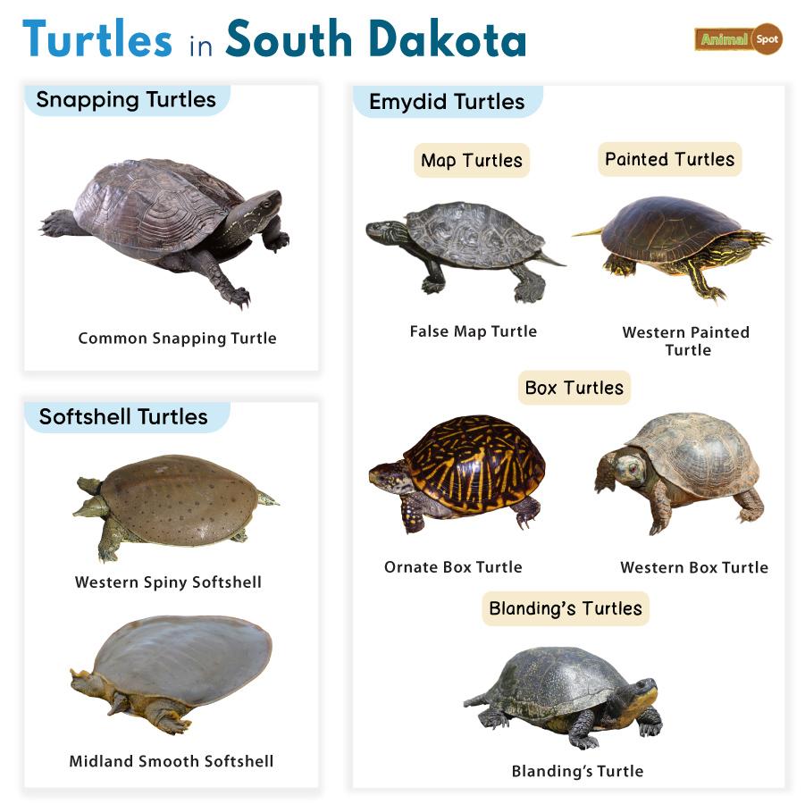 Turtles in South Dakota (SD)