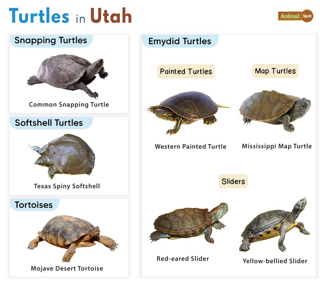 Turtles in Utah (UT)