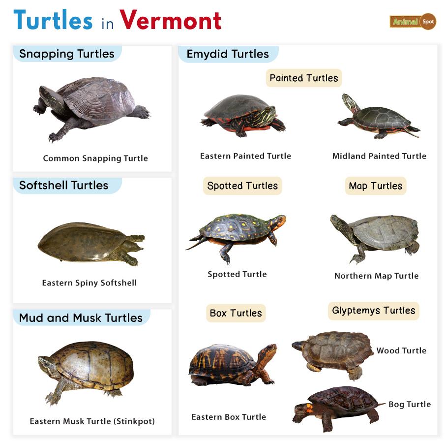 Turtles in Vermont (VT)