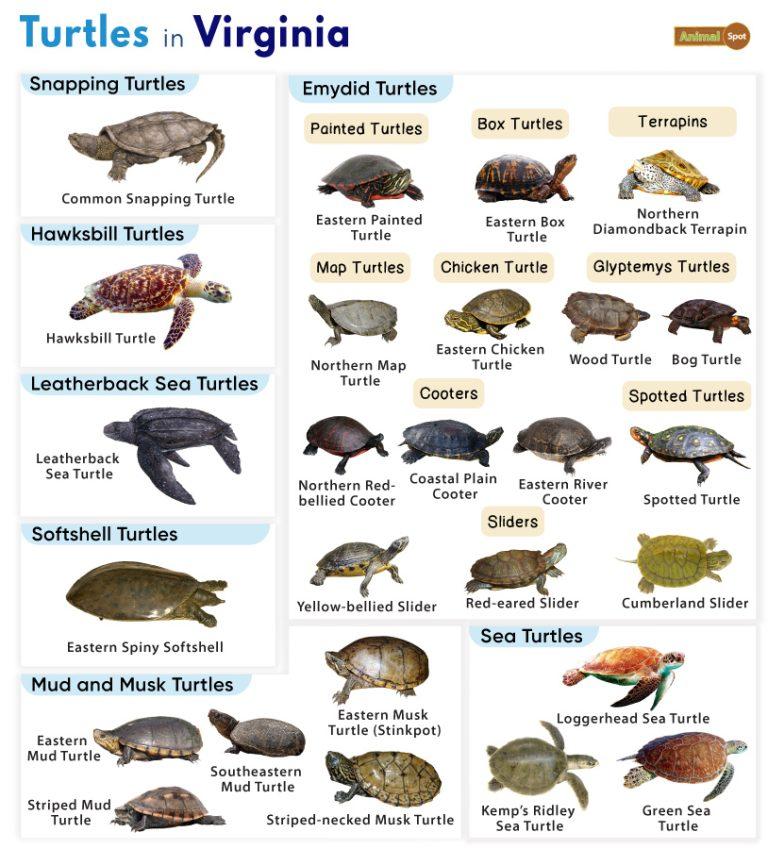 List Of Turtles Found In Maryland Facts With Pictures list-of-turtles-found-in-maryland-facts-with-pictures