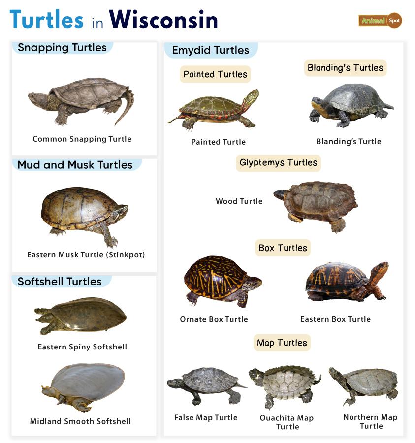 Turtles in Wisconsin (WI)