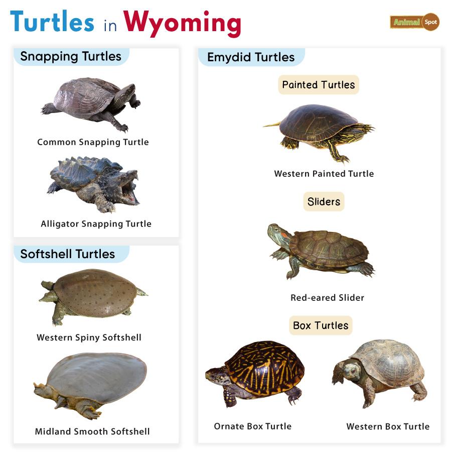 Turtles in Wyoming (WY)