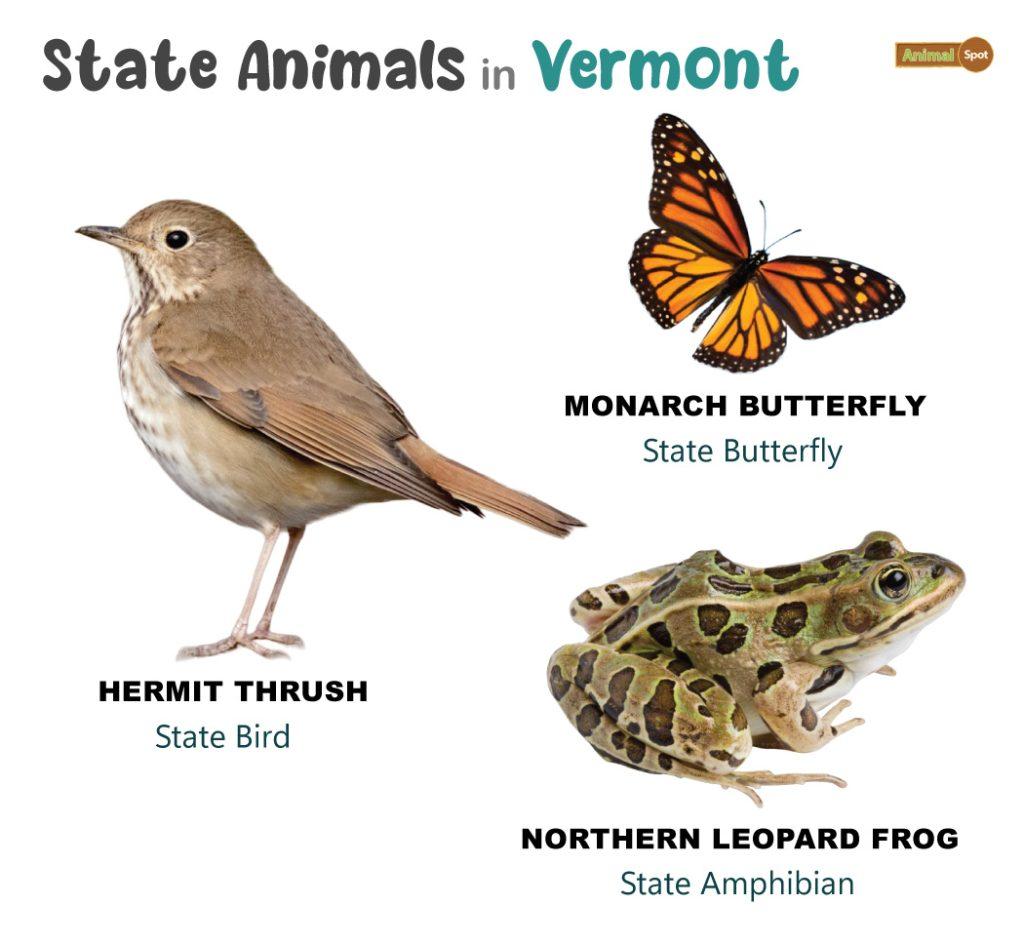 Vermont State Animals