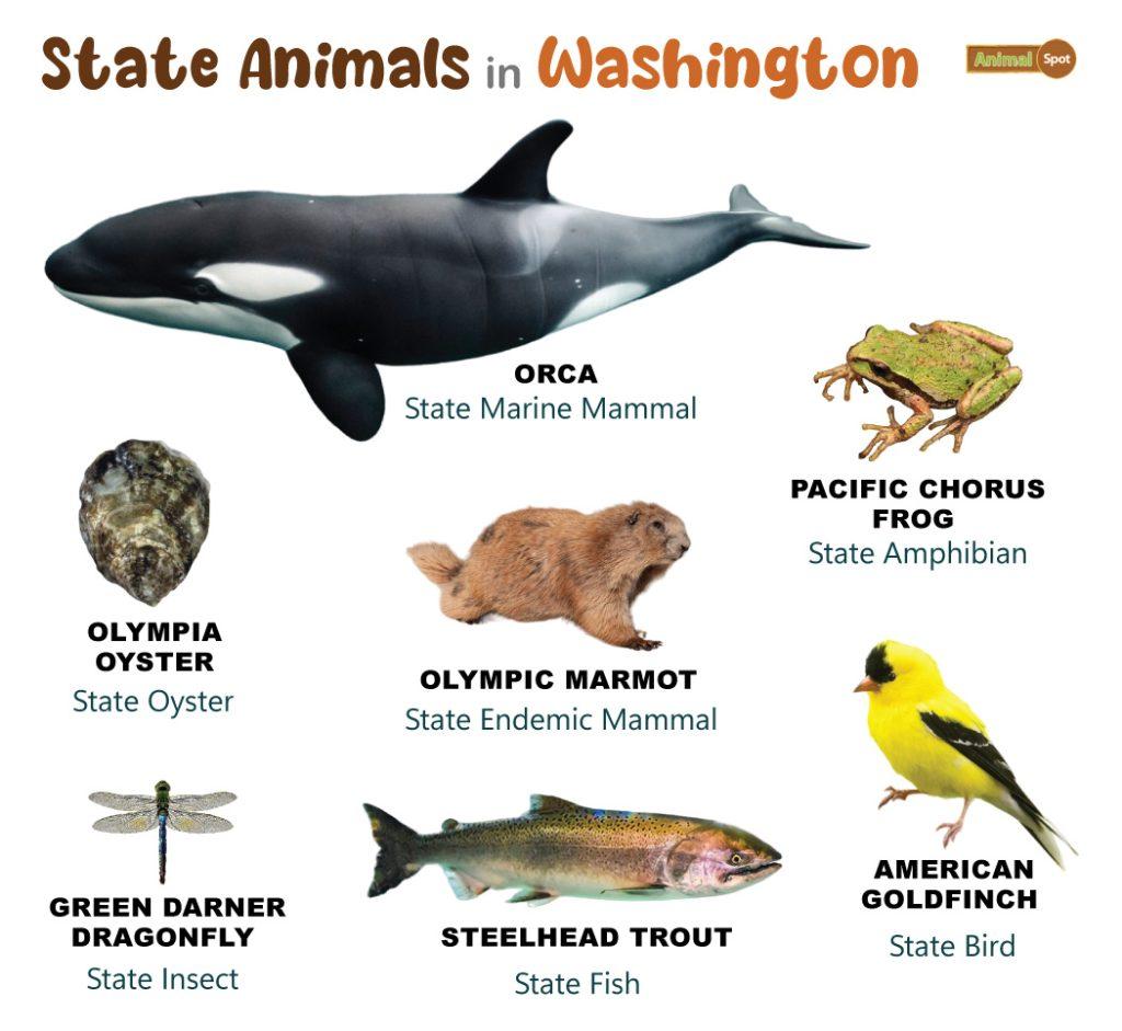Washington State Animals