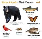 List of Animals That Live in West Virginia - And Its State Animals (Photos)