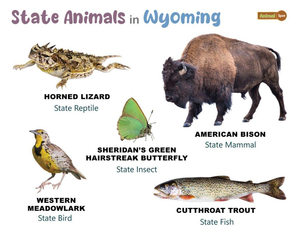 Wyoming State Animals