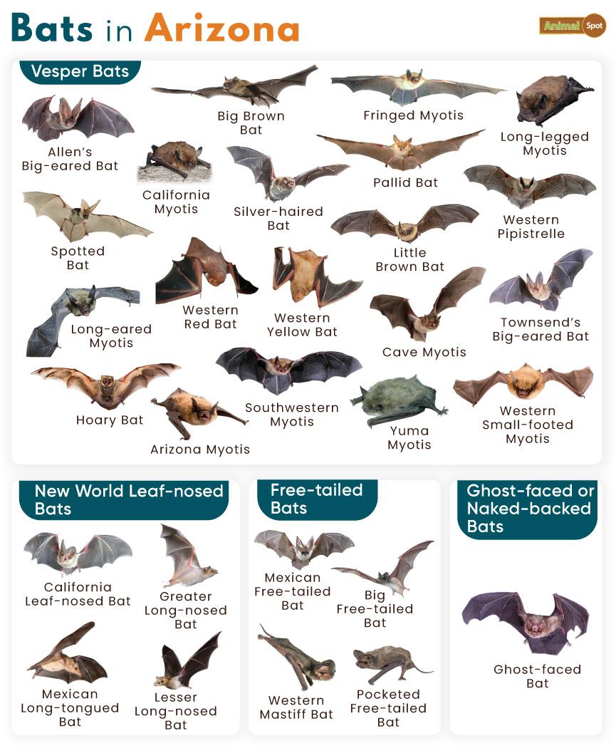 List of Bats in Arizona (With Pictures)
