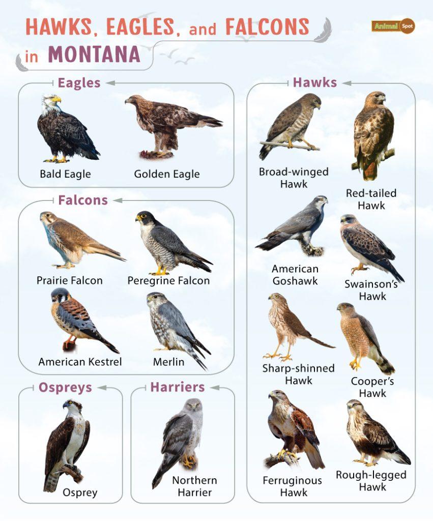 Hawks Eagles and Falcon in Montana (MT)