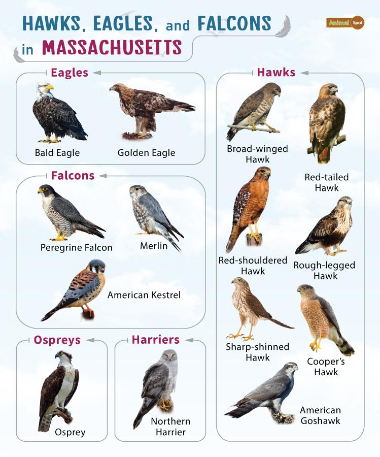 Hawks Eagles and Falcons in Massachusetts (MA)