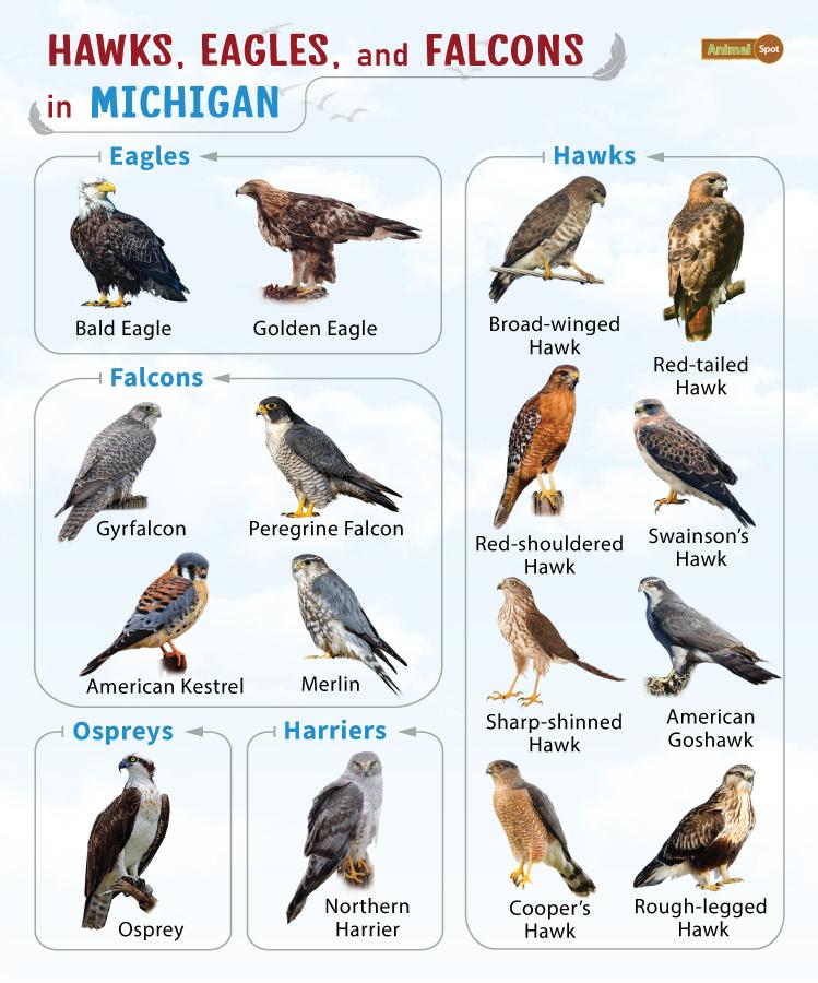 Birds of Prey in Michigan – Facts, List, Pictures