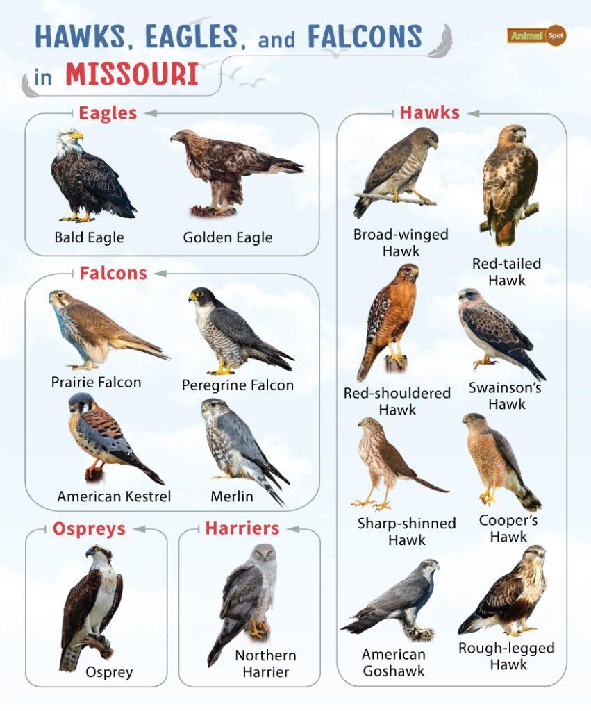 Hawks Eagles and Falcons in Missouri (MO)