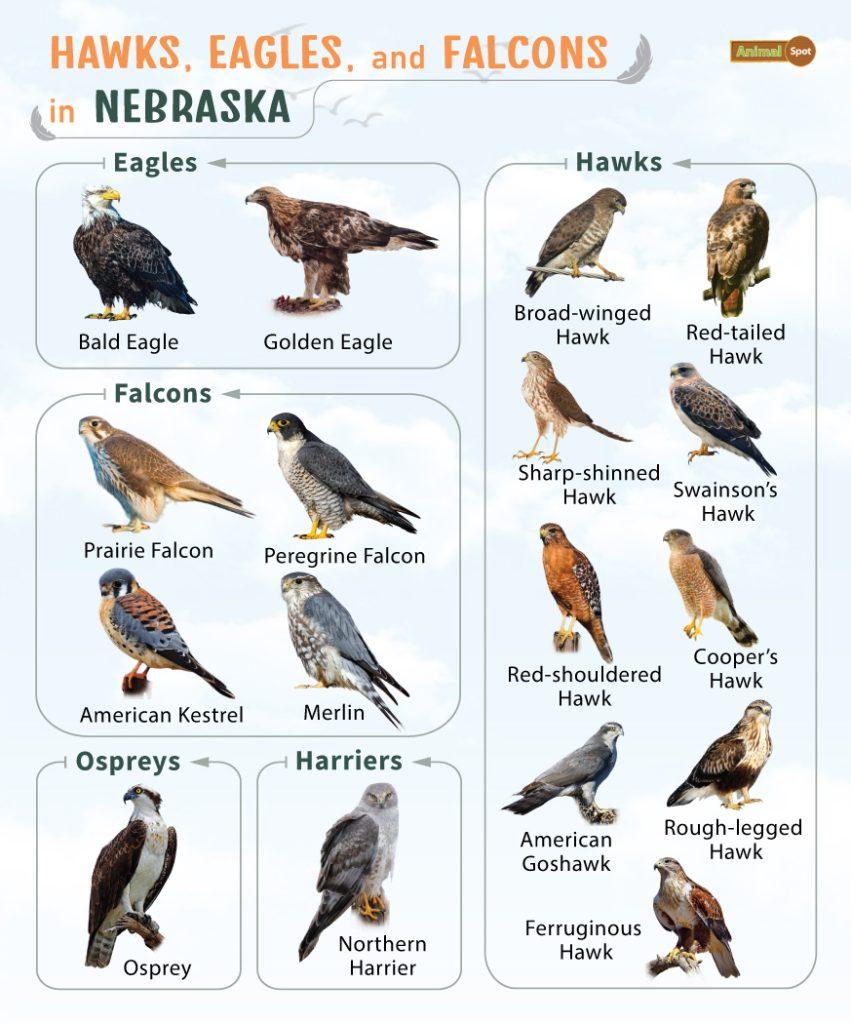 Hawks Eagles and Falcons in Nebraska (NE)