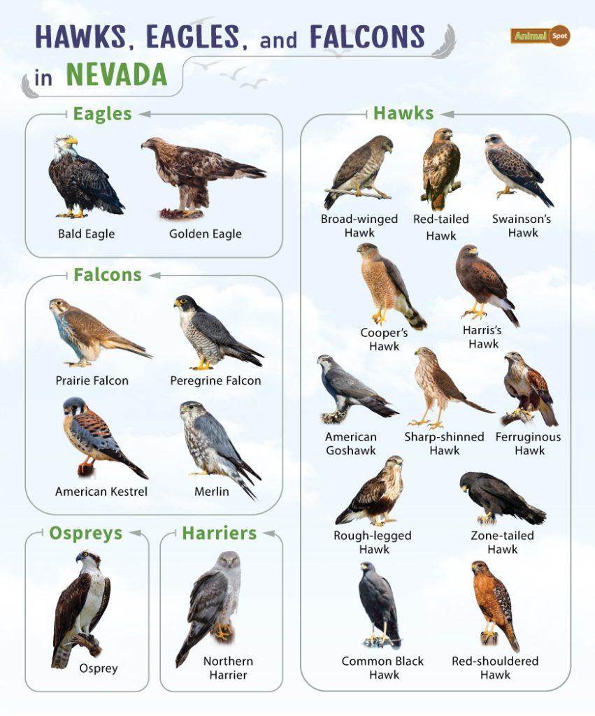 Hawks Eagles and Falcons in Nevada (NV)