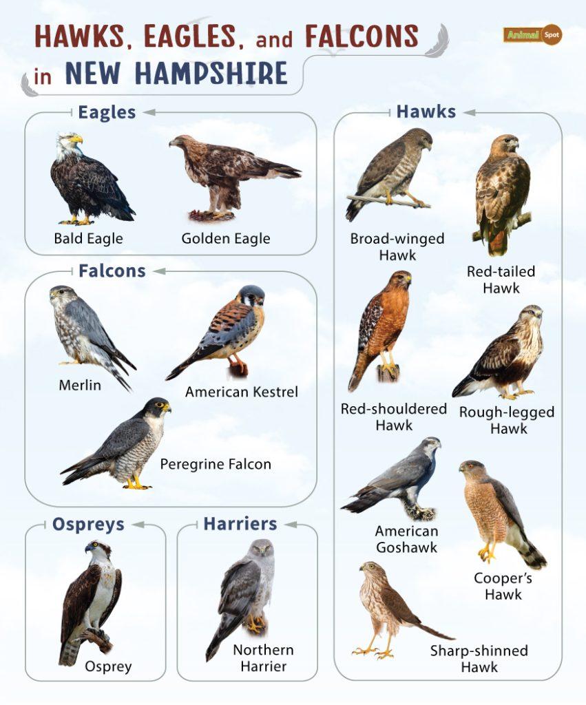 Hawks Eagles and Falcons in New Hampshire (NH)