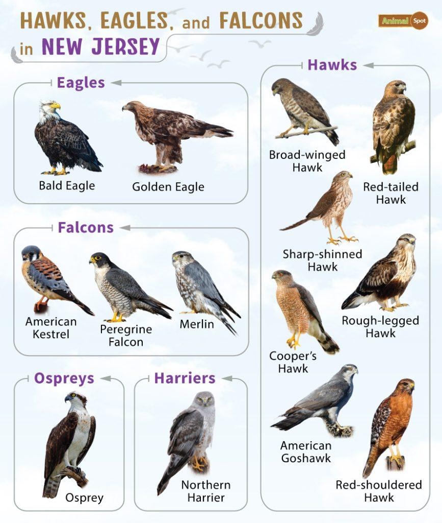 Hawks Eagles and Falcons in New Jersey (NJ)