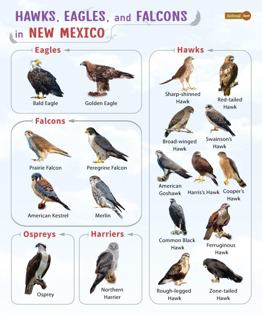 Hawks Eagles and Falcons in New Mexico (NM)