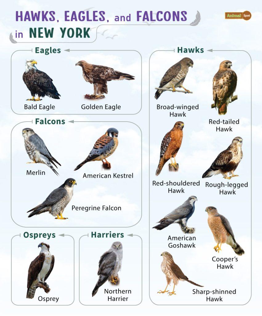 Hawks Eagles and Falcons in New York (NY)