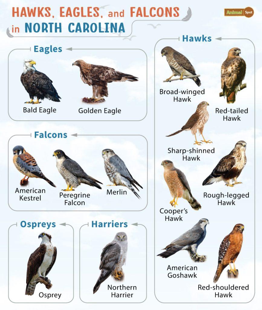 Hawks Eagles and Falcons in North Carolina (NC)