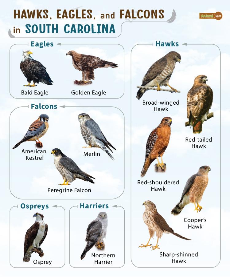 Hawks Eagles and Falcons in South Carolina (SC)